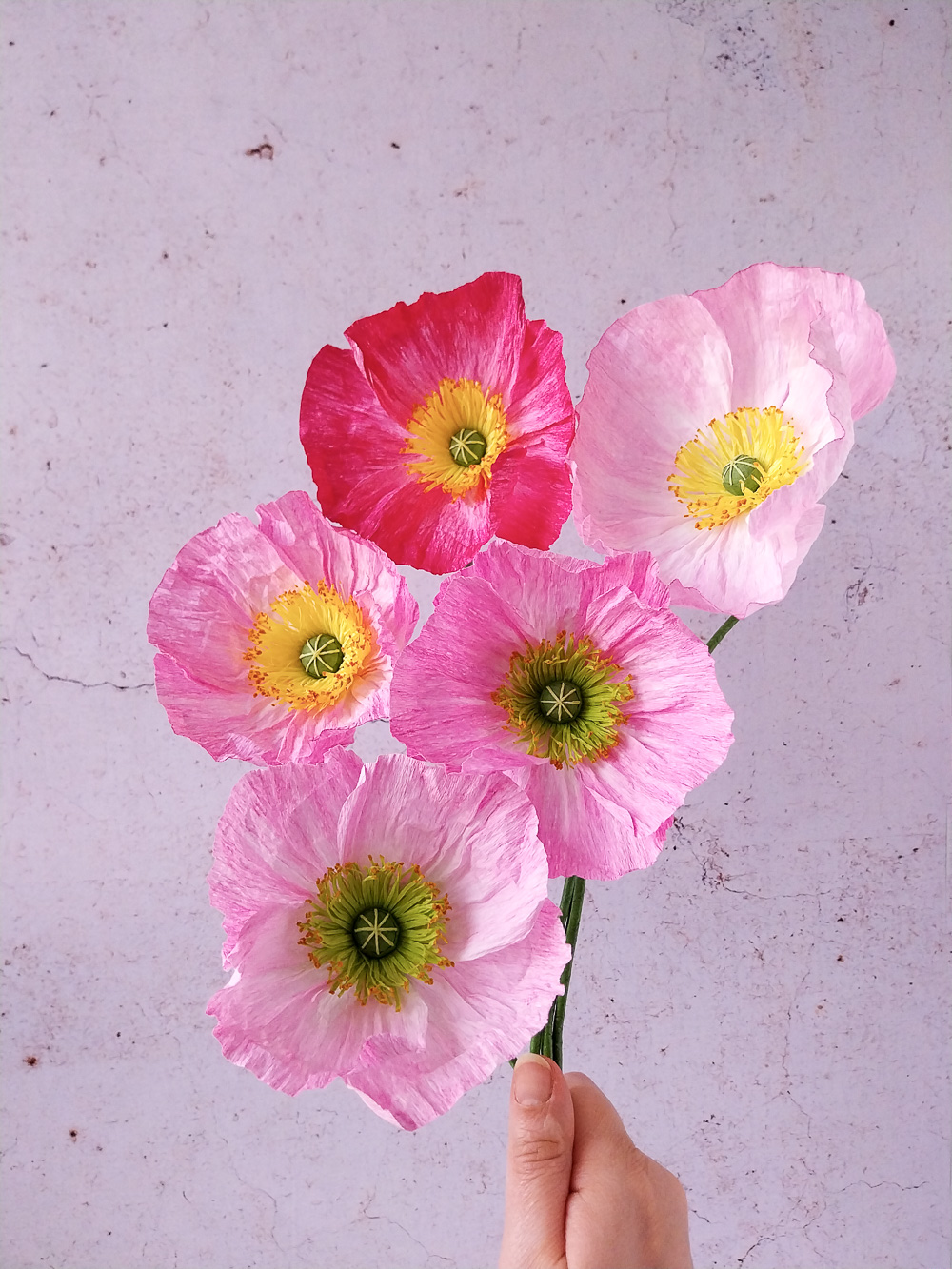 Pavot rose clair – Image 6