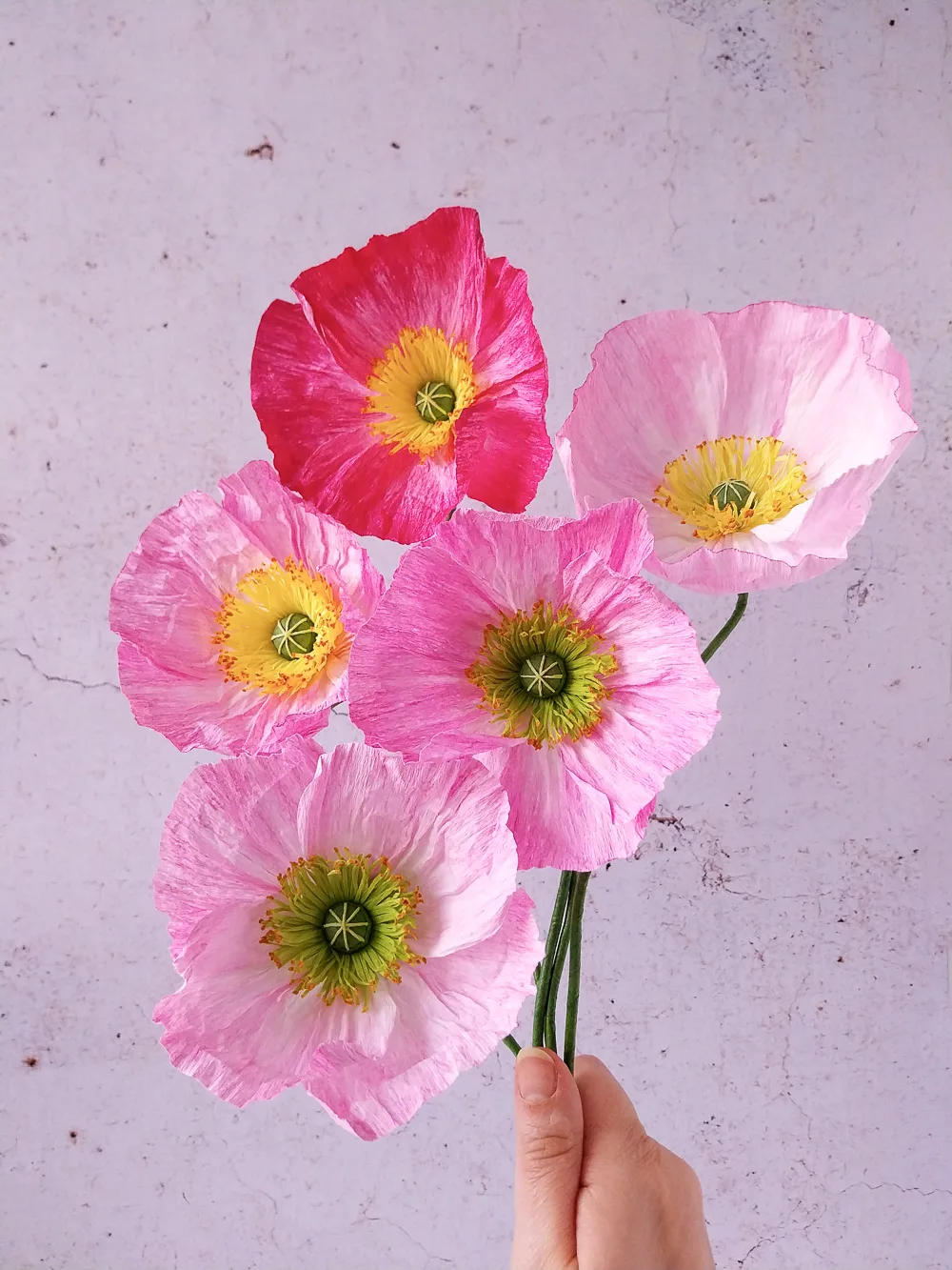 Pavot rose très foncé – Image 6