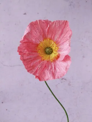 Pavot rose-corail clair