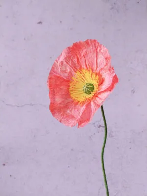 Pavot rose-corail
