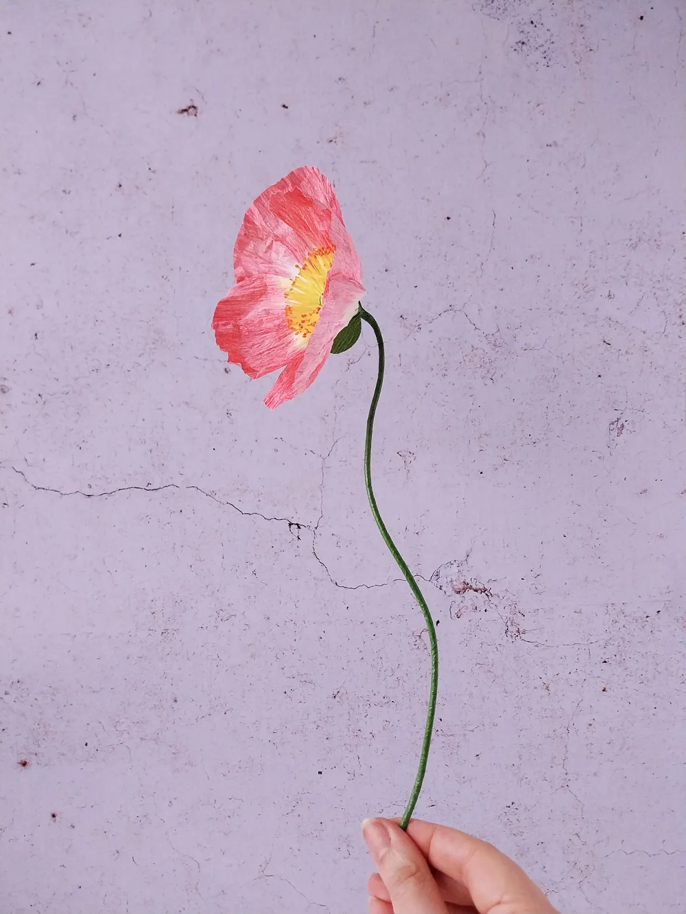 Pavot rose-corail à cœur jaune – Image 4