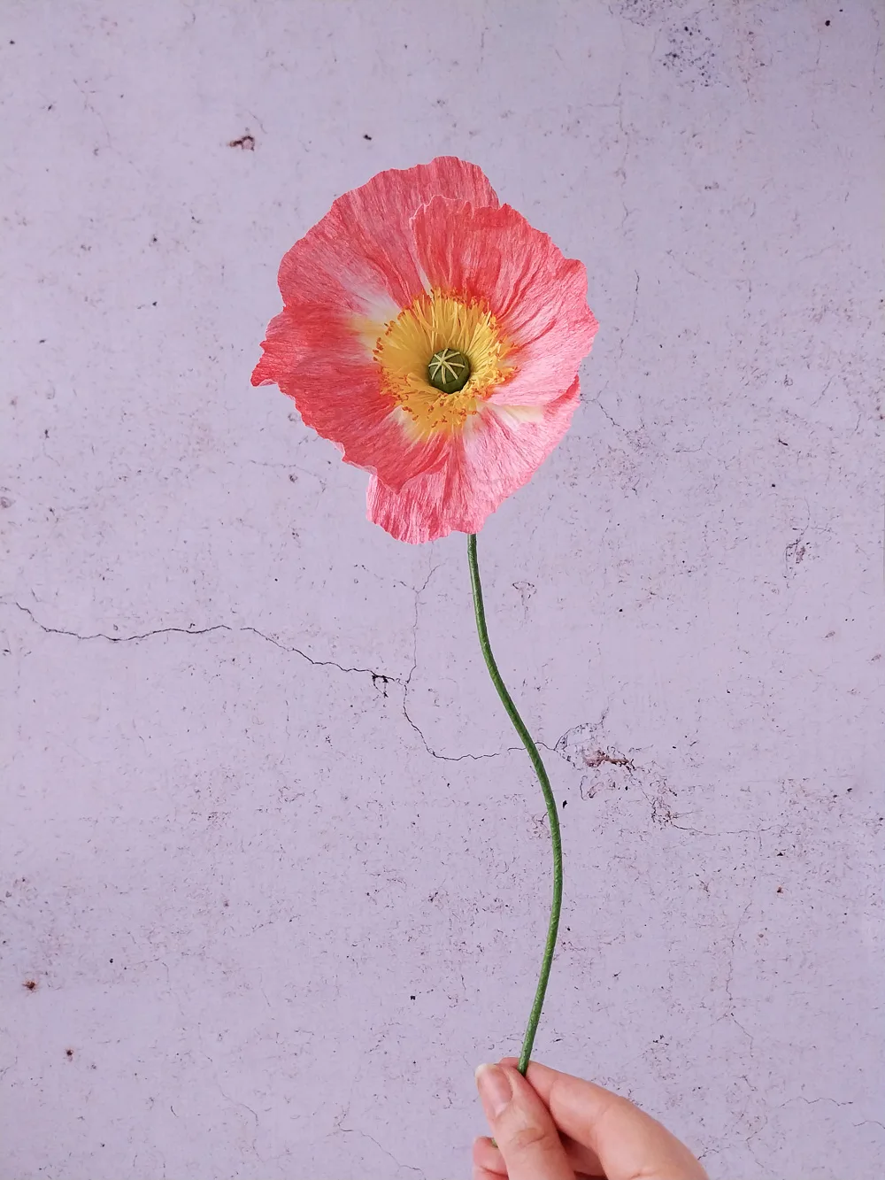 Pavot rose-corail à cœur jaune – Image 5