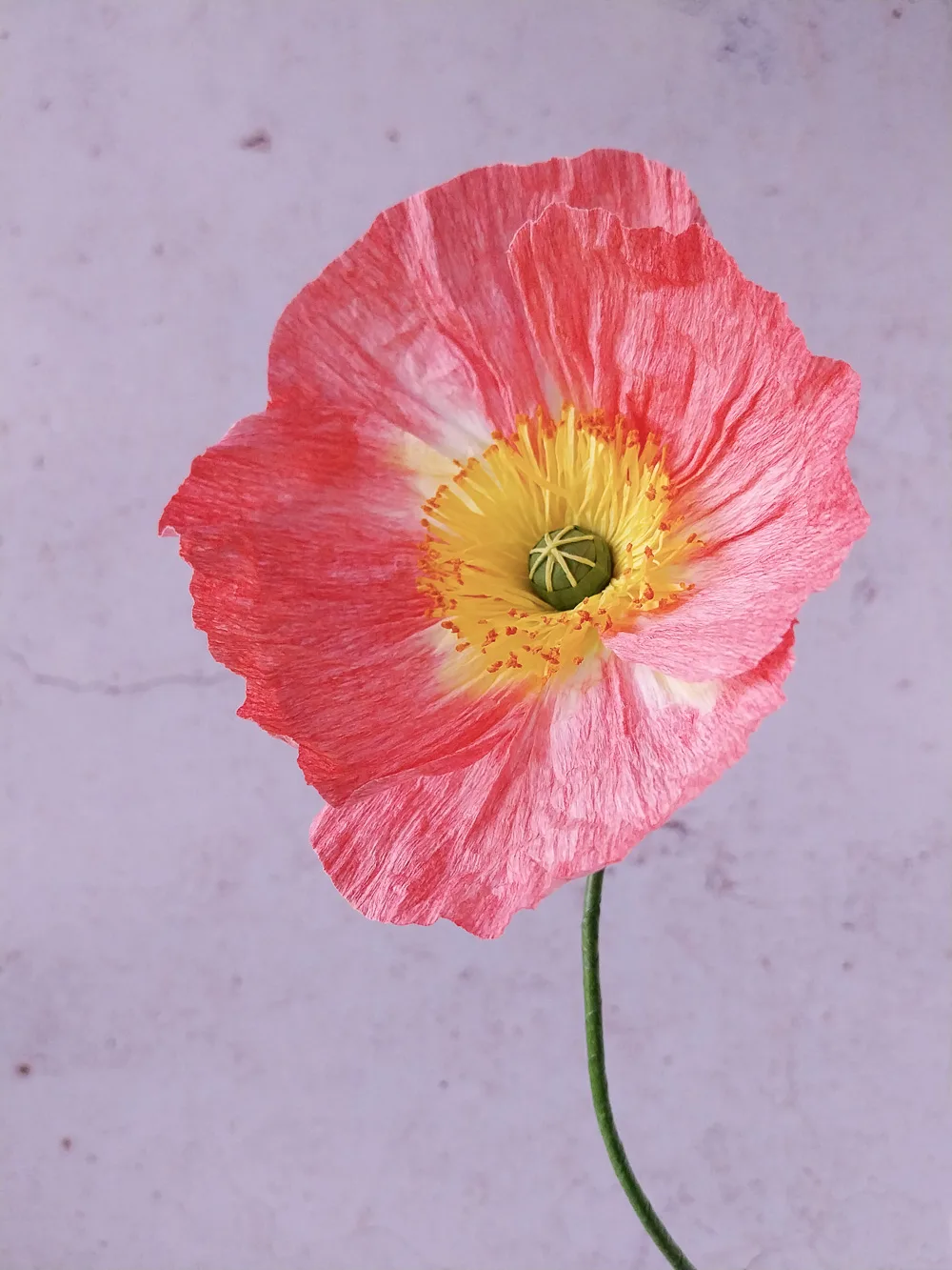 Pavot rose-corail à cœur jaune
