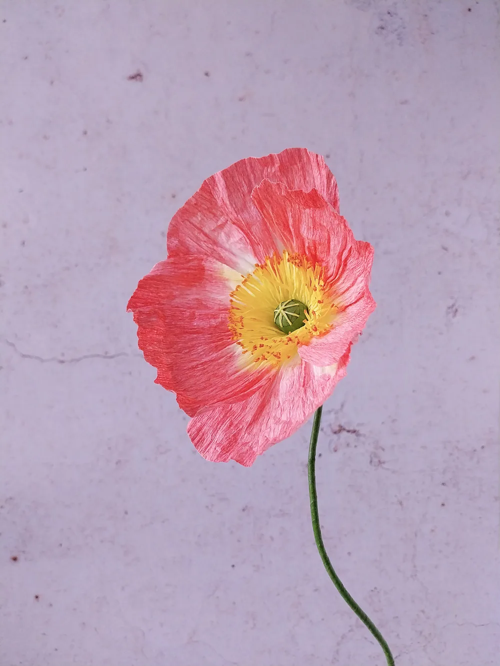 Pavot rose-corail à cœur jaune – Image 2