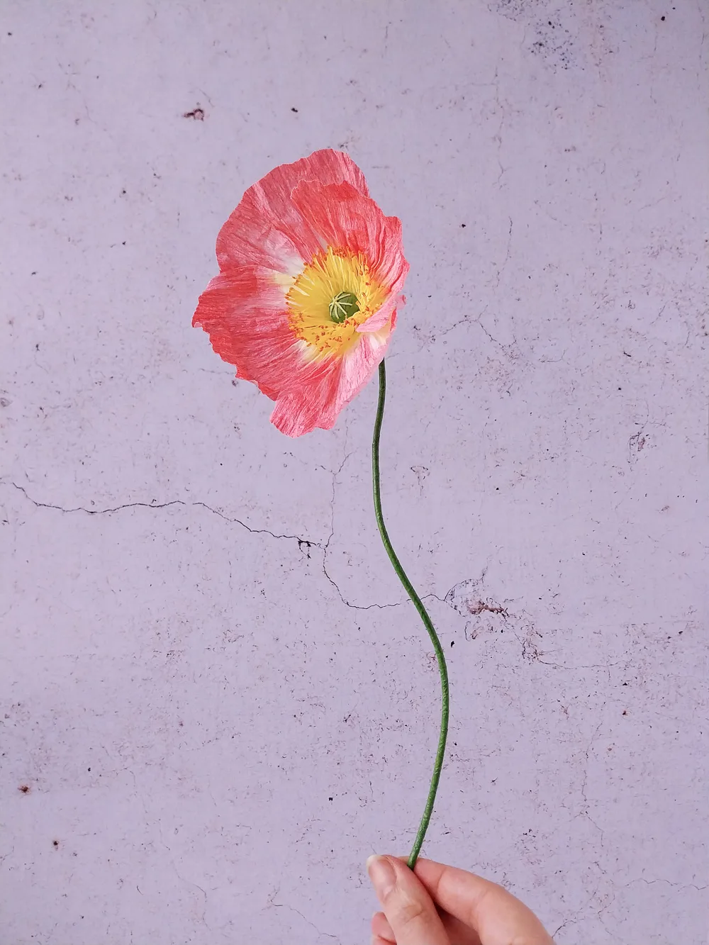 Pavot rose-corail à cœur jaune – Image 3