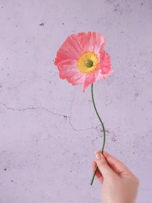 Pavot rose-corail clair