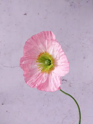 Pavot rose clair à cœur vert