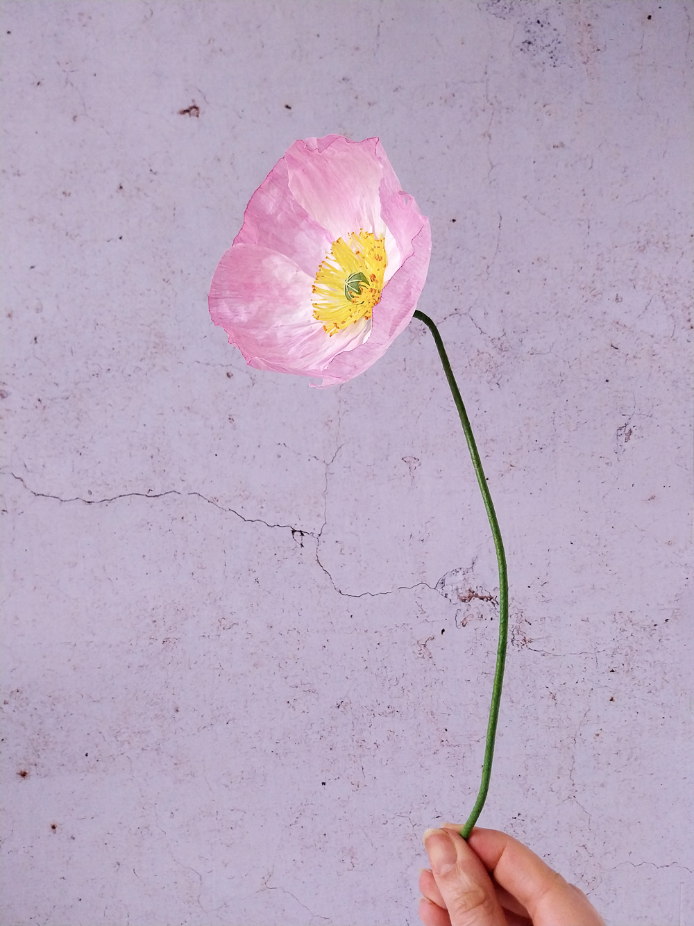 Pavot rose clair – Image 5