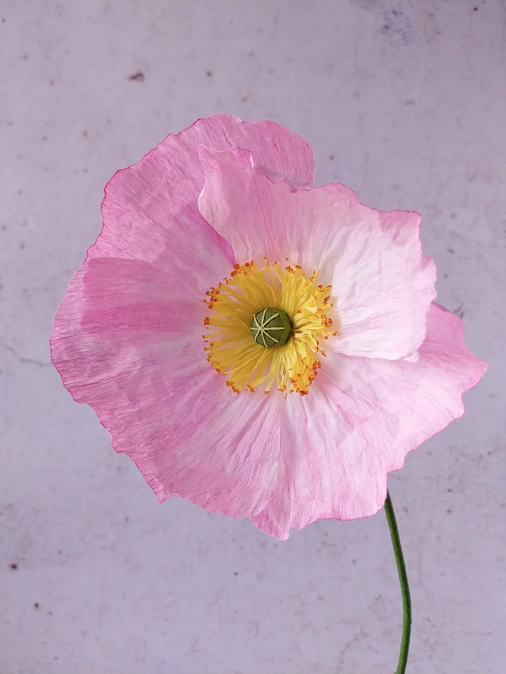 Pavot rose clair