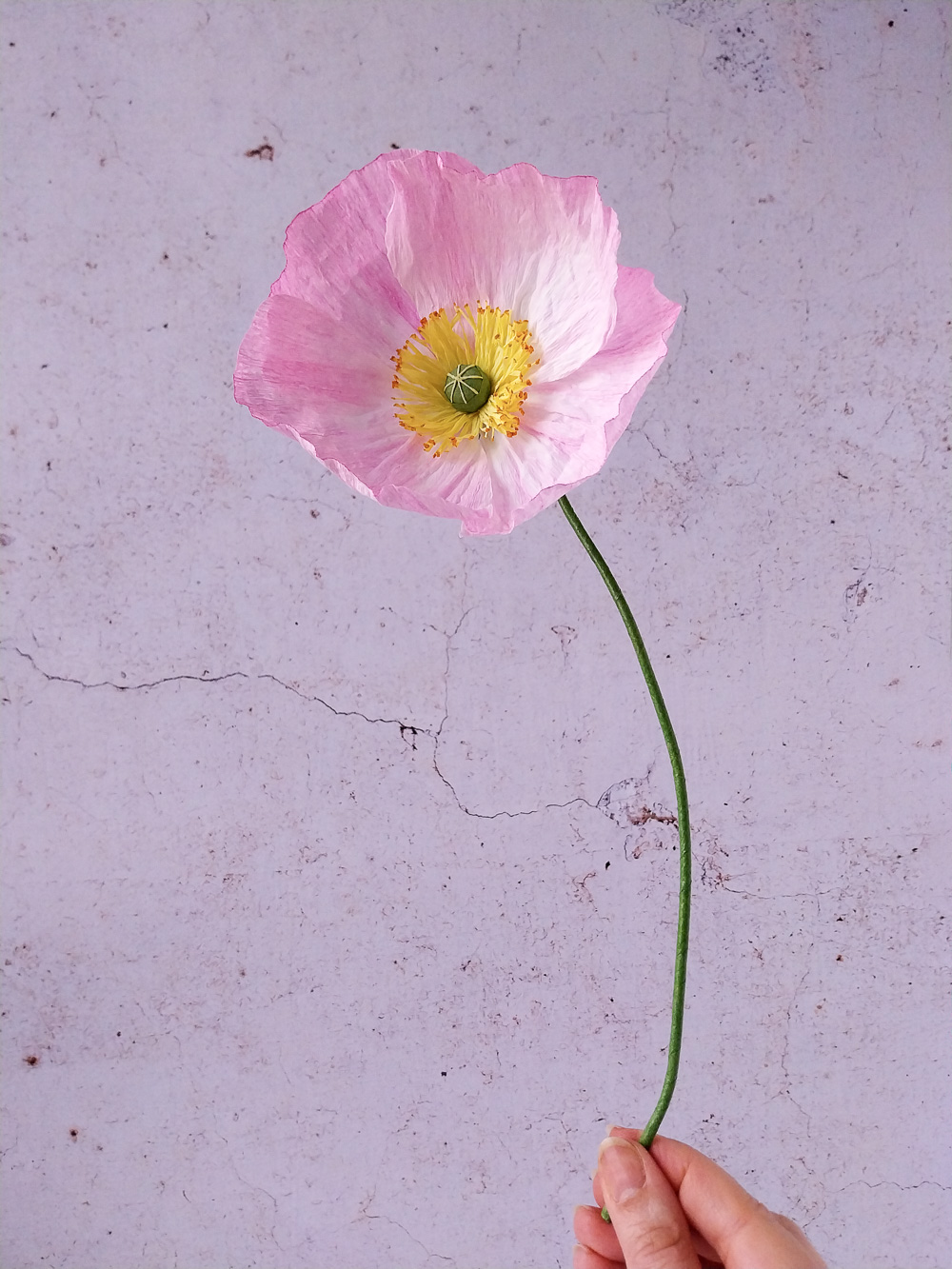 Pavot rose clair – Image 4