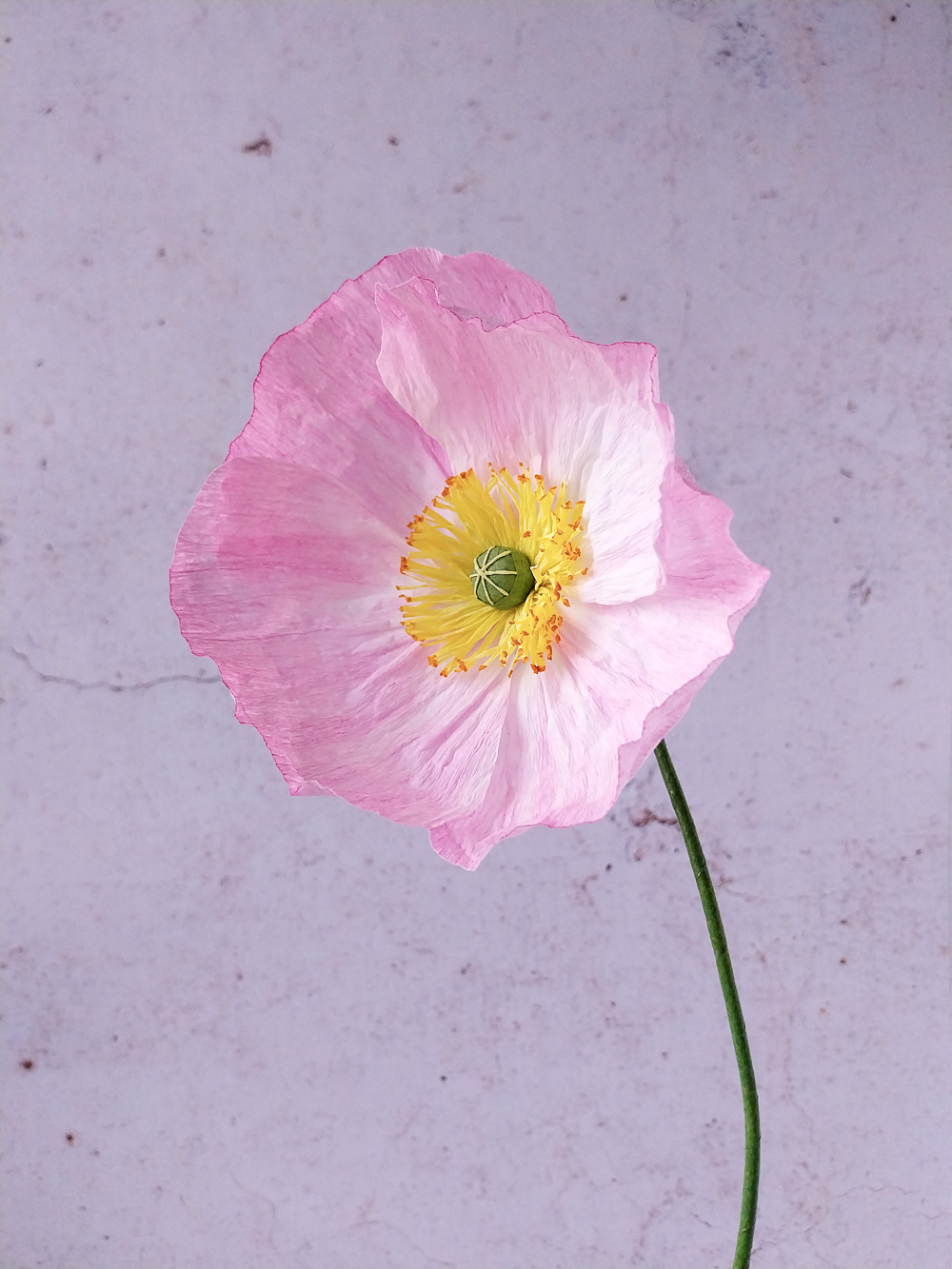 Pavot rose clair – Image 2