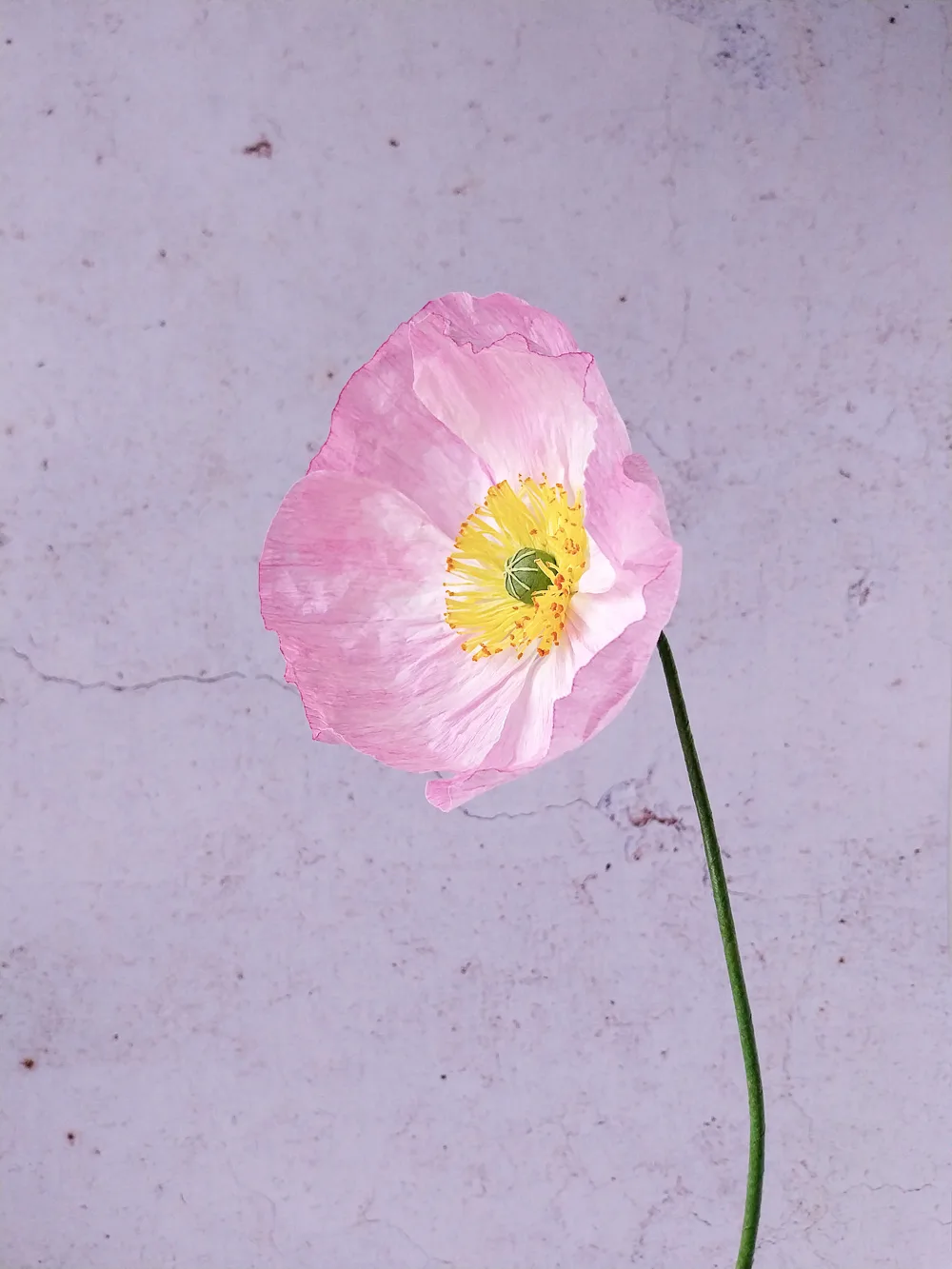 Pavot rose clair – Image 3