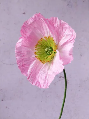 Pavot rose clair à cœur vert