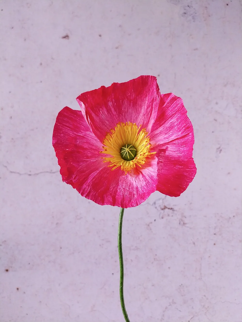 Pavot rose très foncé – Image 2