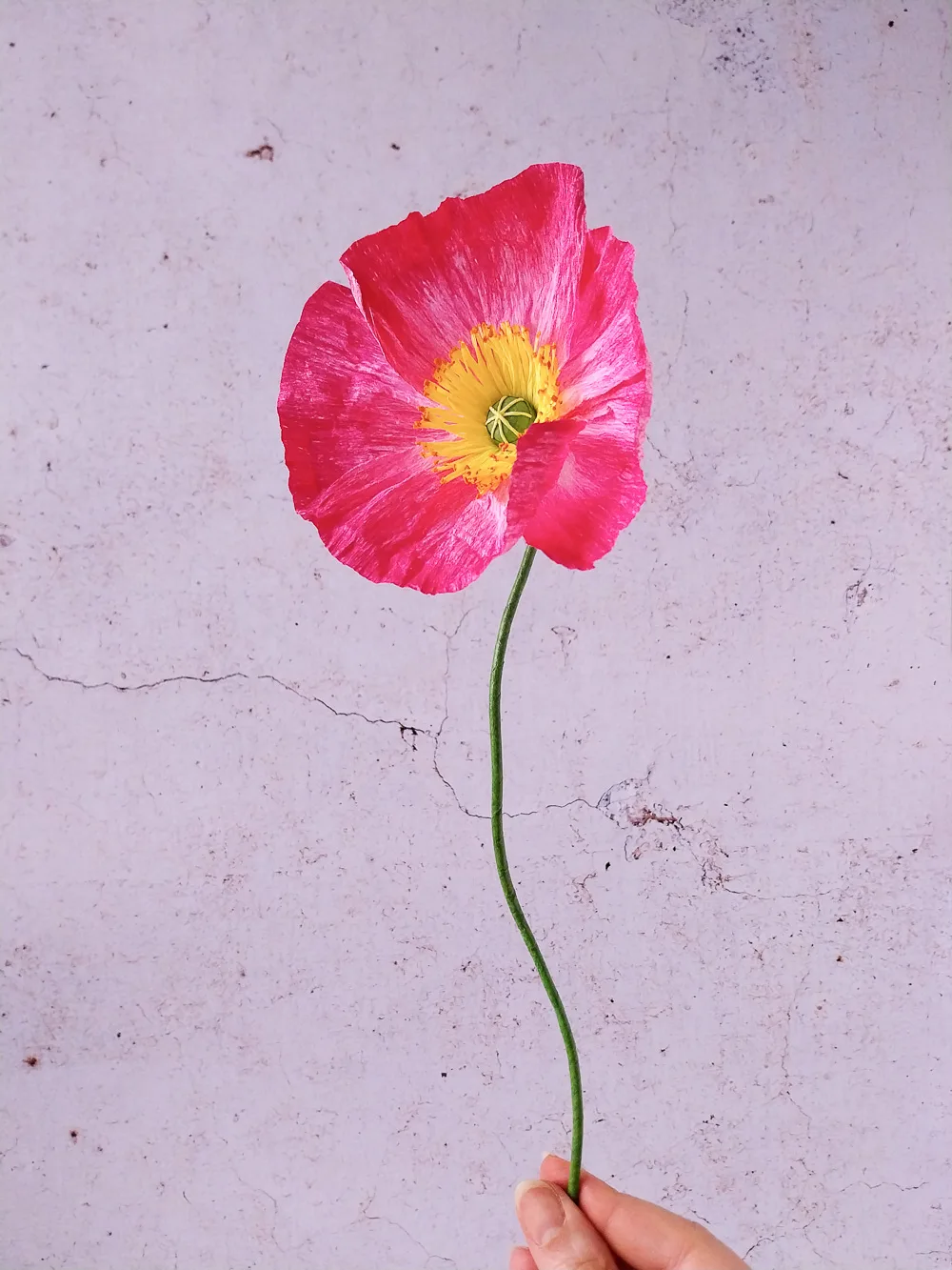 Pavot rose très foncé – Image 4