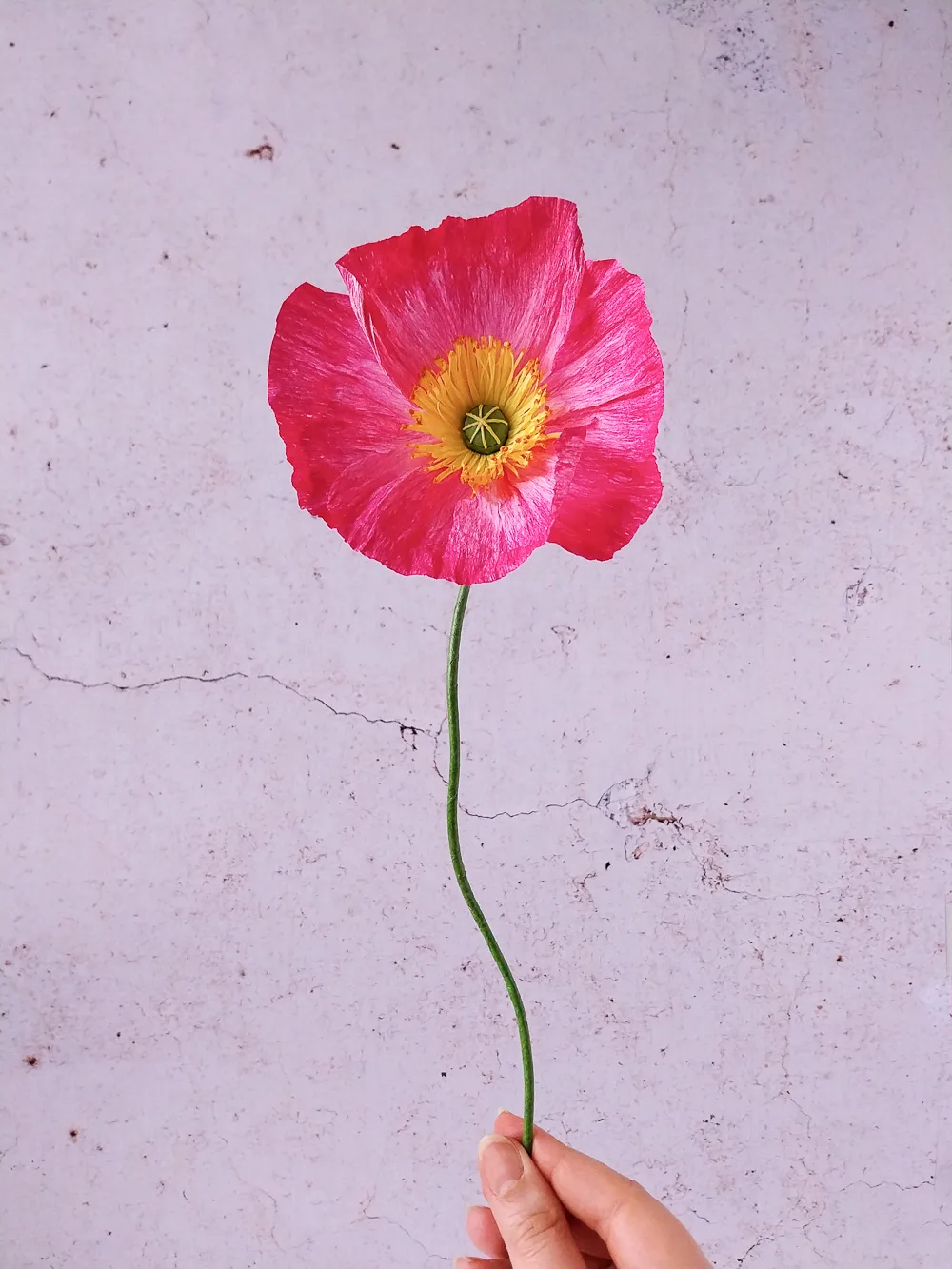 Pavot rose très foncé – Image 5