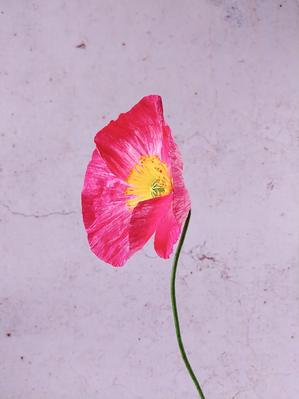 Pavot rose très foncé – Image 3