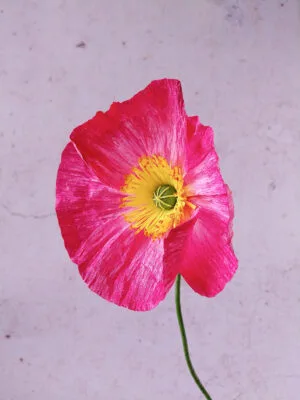 Pavot rose très foncé